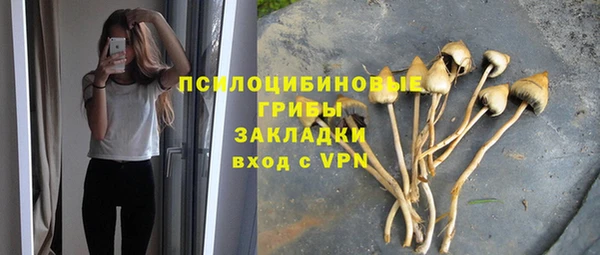 хмурый Аркадак